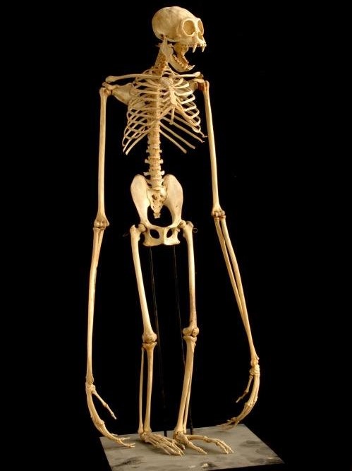 esqueleto gibón